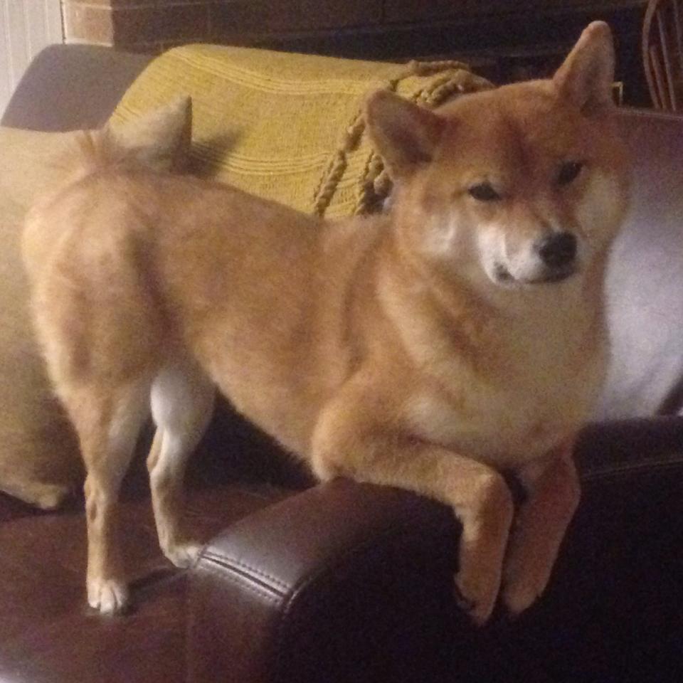 中国三人篮球女队全面提升比赛阅读能力,中国三人篮球女队队员图片